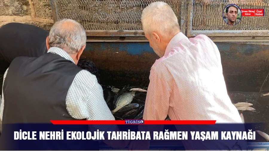 Dicle Nehri ekolojik tahribata ramen yaam kayna